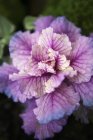 Ornamental pink cabbage — Stock Photo
