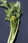 Brócoli verde rabe - foto de stock