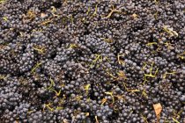 Fresh picked black grapes — Stock Photo