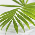 Closeup view of fan palm leaf with drops of water — Stock Photo