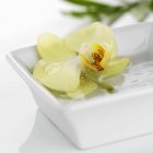 Vista closeup da orquídea amarela cortada no prato branco da água — Fotografia de Stock
