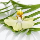 Closeup view of orchid on fan palm leaf — Stock Photo