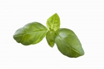 Fresh green basil — Stock Photo