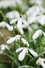Closeup daytime view of Snowdrops flowers — Stock Photo