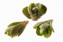Vue rapprochée des têtes de plantes Sedum sur fond blanc — Photo de stock