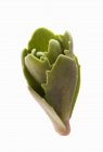 Nahaufnahme von Sedum grünen Kopf auf weißem Hintergrund — Stockfoto
