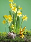 Close-up vista de ouro coelho da Páscoa na frente de flores narcissi — Fotografia de Stock