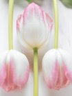 Vista de cerca de tres tulipanes rosados y blancos - foto de stock