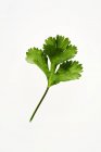 Hoja de cilantro fresca - foto de stock
