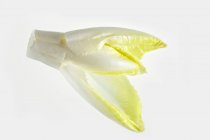Цикорій свіжого листя — стокове фото