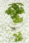 Fresh parsley in glass of water — Stock Photo
