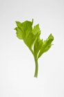Fresh Celery leaf — Stock Photo