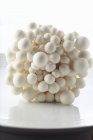 Бук білі гриби — стокове фото