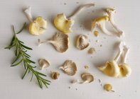 Golden Oyster Mushrooms — Stock Photo