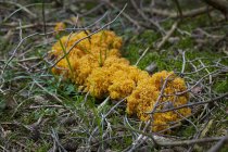 Дневной вид на грибы цветной капусты на лесной подстилке — стоковое фото