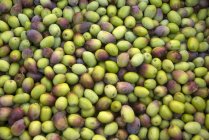 Olives fraîches vertes — Photo de stock