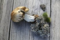 Primo piano vista di un fungo porcino fresco e muschio su una superficie di legno — Foto stock
