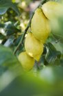 Зрізати лимони на рослині — стокове фото