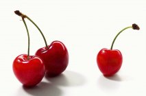 Fresh morello cherries — Stock Photo