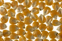 Milho kernels no fundo branco — Fotografia de Stock
