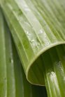 Rolled banana leaves — Stock Photo