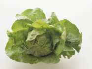 Salat mit Wassertropfen — Stockfoto