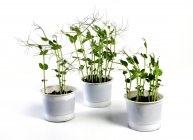 Pea shoots in pots on white surface — Stock Photo