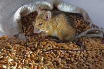 Вид крупным планом живой мыши, сидящей на куче пшеницы возле мешка — стоковое фото