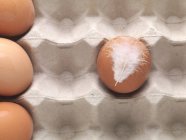 Brown chicken egg with feather — Stock Photo