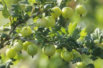 Uva spina fresca con foglie verdi — Foto stock