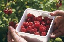 Hands holding box of raspberries — Stock Photo