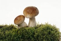 Два белых гриба на грядке — стоковое фото