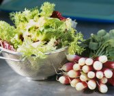 Foglie di insalata e ravanelli misti — Foto stock