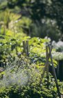 Дневной вид на растения карри в огороде — стоковое фото