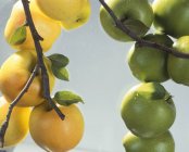 Желтые и зеленые яблоки — стоковое фото
