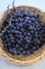 Basket of sloe berries — Stock Photo
