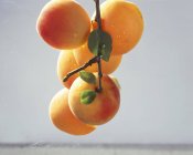 Несколько абрикосов на ветке — стоковое фото