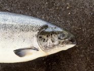 Whole uncooked salmon — Stock Photo
