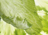 Lattuga verde fresca — Foto stock