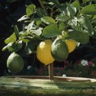 Limones maduros e inmaduros en la planta - foto de stock