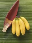 Bunch of bananas and banana flower — Stock Photo