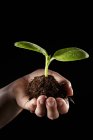 Uma mão segurando uma planta de pepino com solo em fundo preto — Fotografia de Stock