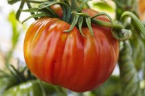Beefsteak tomate rouge — Photo de stock