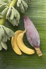 Гроздья с бананами и банановыми цветами — стоковое фото