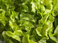 Fresh Green Lettuce — Stock Photo