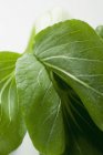 Fresh pak choi with drops of water — Stock Photo