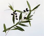 Brindilles d'olivier aux olives — Photo de stock
