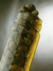 Alcaparras em conserva em frasco — Fotografia de Stock