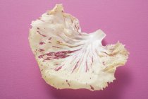 White Radicchio Leaf — стоковое фото