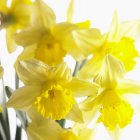 Closeup view of flowering yellow narcissi — Stock Photo